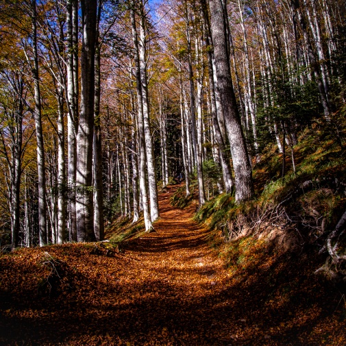 Festival del Fall Foliage Nel  Parco Nazionale delle Foreste Casentinesi 